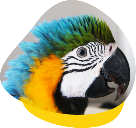 Healthy Scales - Brisbane Bird & Exotics Veterinary Service