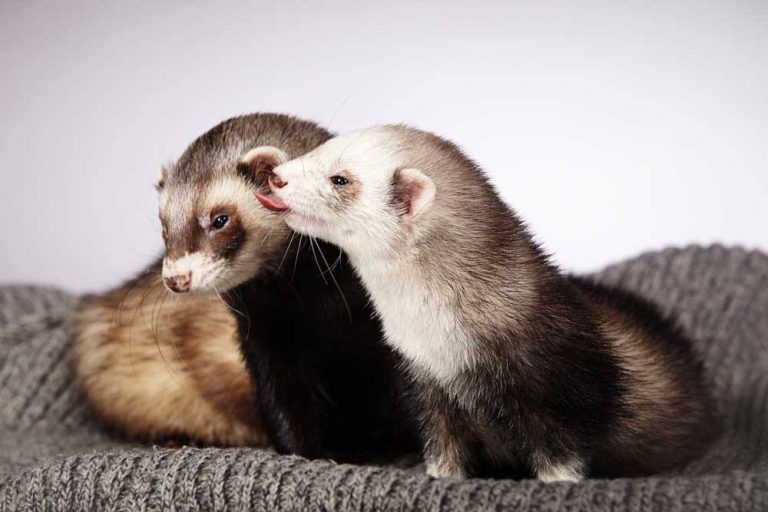 Desexing in Ferrets | The Unusual Pet Vets