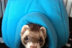 Ferret Vet Clinic in Perth & Melbourne | The Unusual Pet Vets