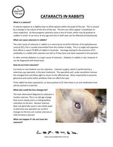 Rabbit Disease Information | The Unusual Pet Vets