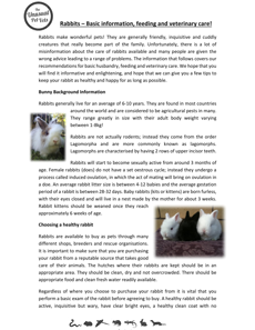 Rabbit General Information | The Unusual Pet Vets