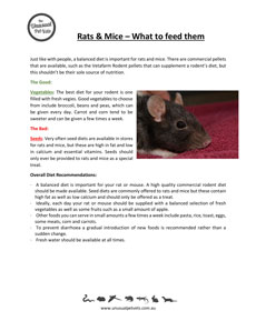 Rat and Mouse Care Sheets | The Unusual Pet Vets