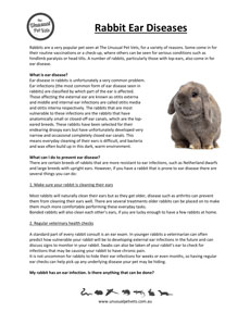 Rabbit Disease Information | The Unusual Pet Vets