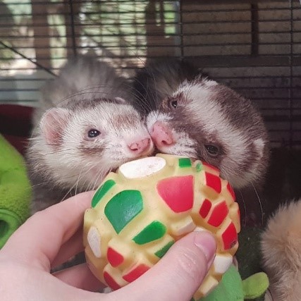 ferret chewing on plastic