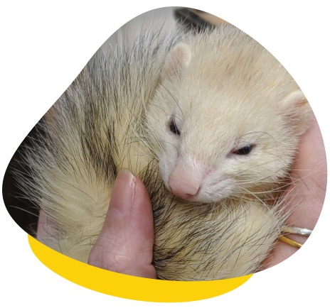 Sneezing Coughing In Ferrets Causes Treatment