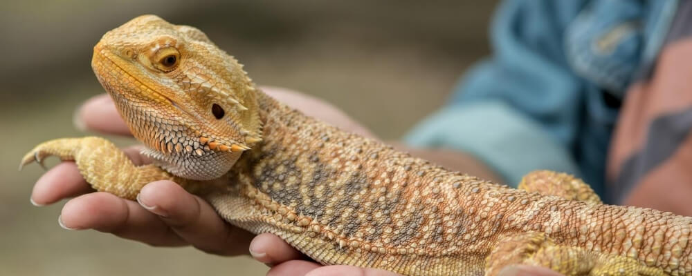 Caring For Your Pet Bearded Dragon