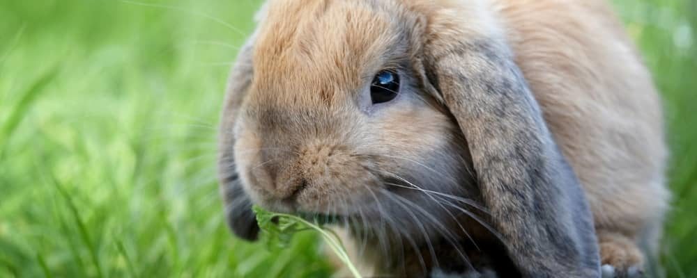 Lop-Eared Rabbits and Ear Disease
