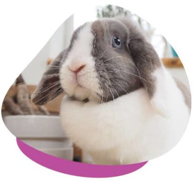 Treatment & Prevention of Ear Disease in Lop-Eared Rabbits