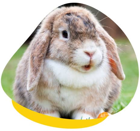 Crusty Rabbit Ears  Companion Animal Veterinary Hospital