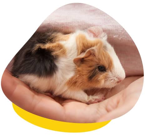 Guinea Pigs: Why They're Not Starter Pets