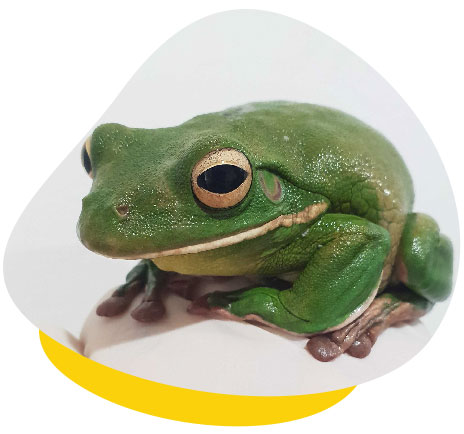 https://www.unusualpetvets.com.au/wp-content/uploads/2022/02/green-tree-frog.jpg