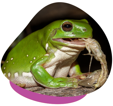 Tree Frog Eating