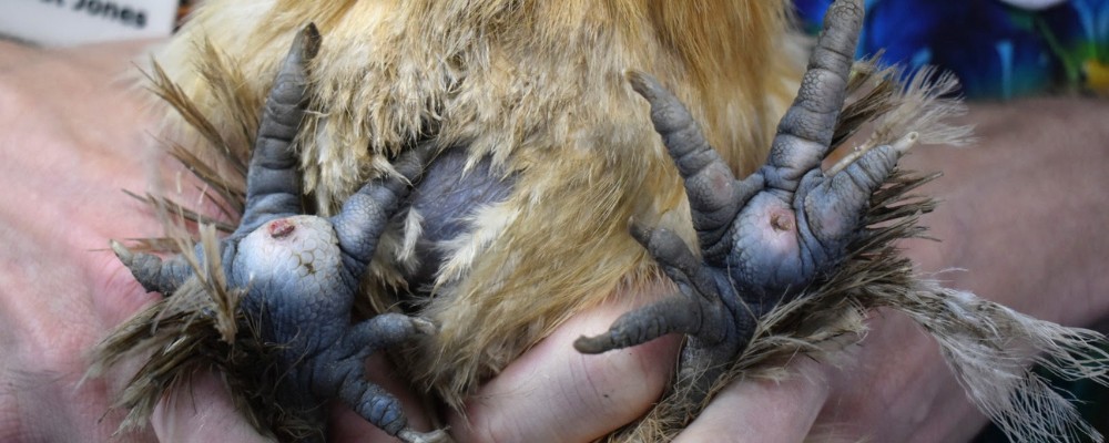 Bumble foot treatment