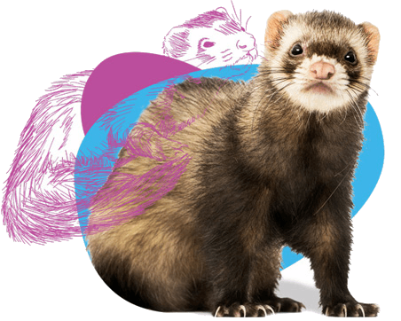 Ferret