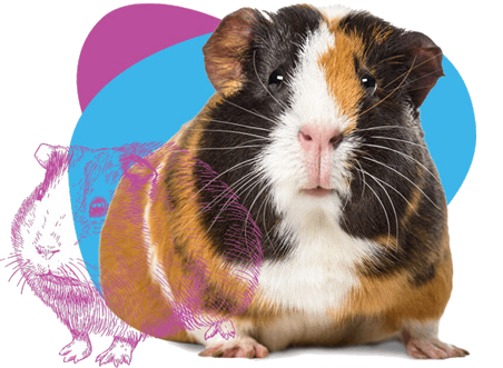 Guinea pig