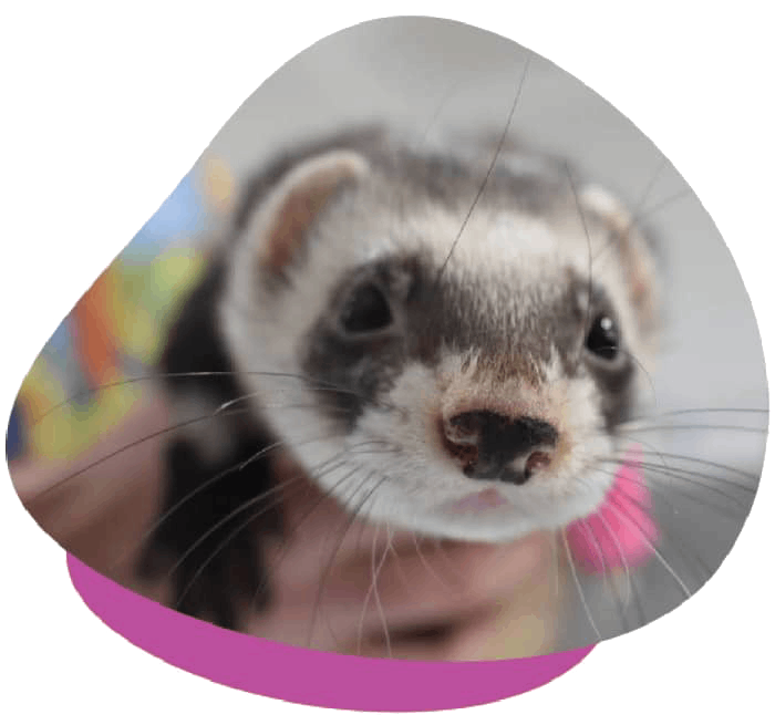 Ferret vaccination