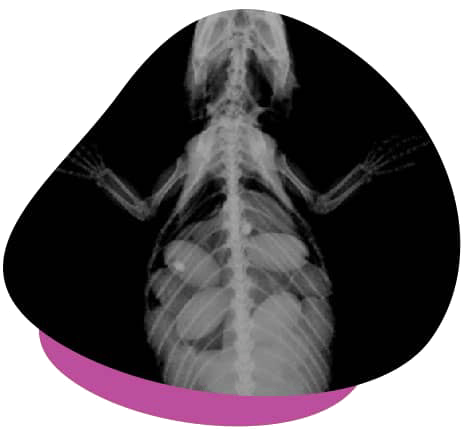 Laboratory xray