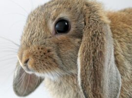 Lop eared rabbit