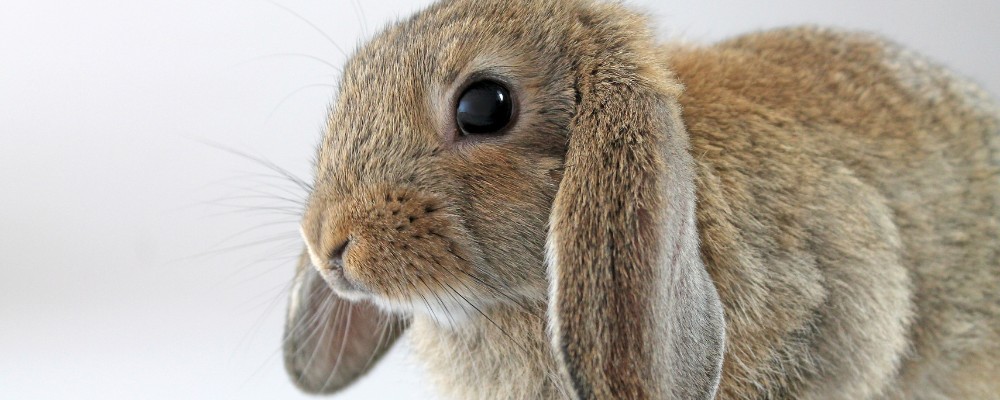 Lop eared rabbit