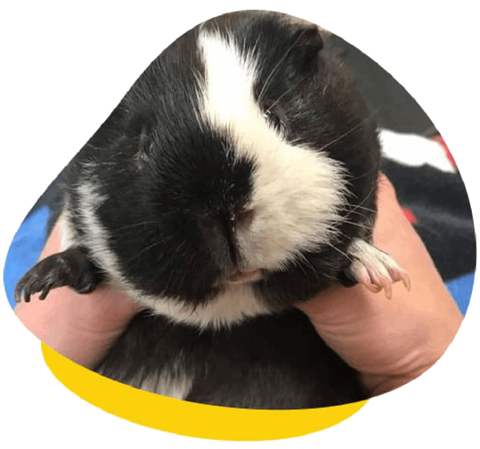 Nail trimming guinea pig