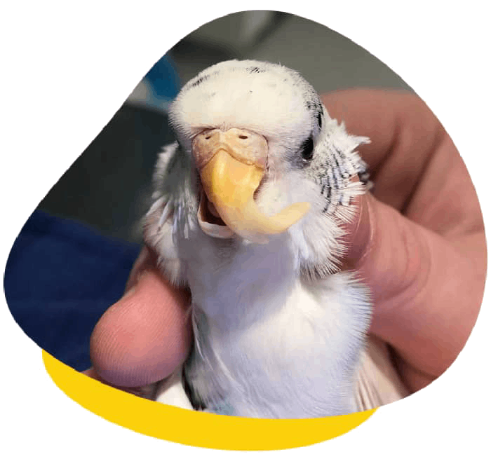 Overgrown beak budgie