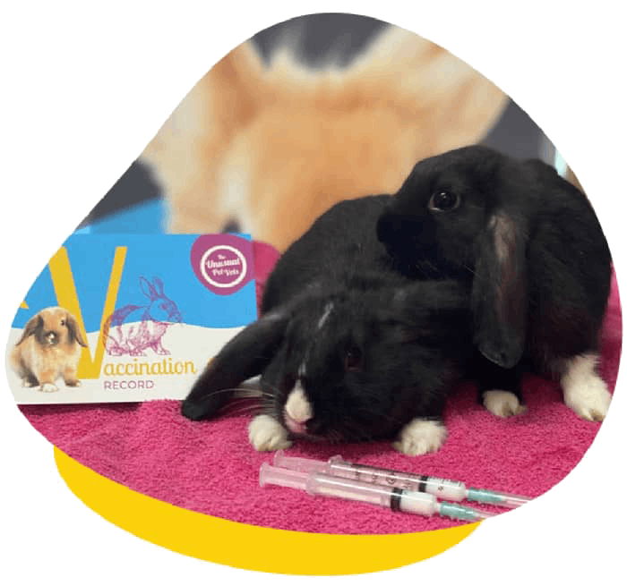 Rabbit vaccination