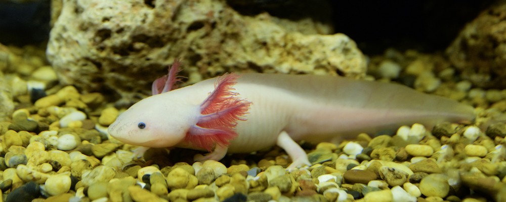 Axolotl care sheet