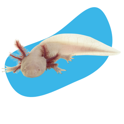 Axolotl