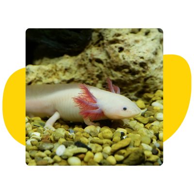 Axolotl