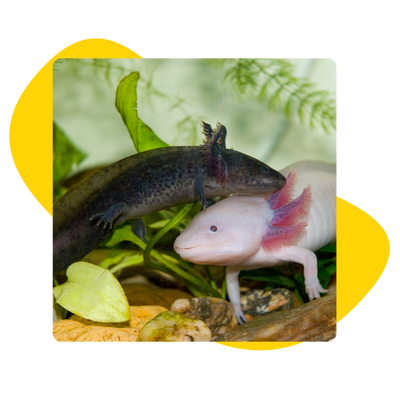 Two axolotls